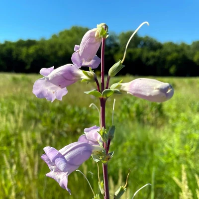 Large Beardtongue
